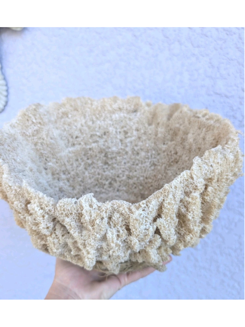 Large Natural Sea Sponge Bowl Centerpiece Ocean Vase 11" Coastal Beach decor